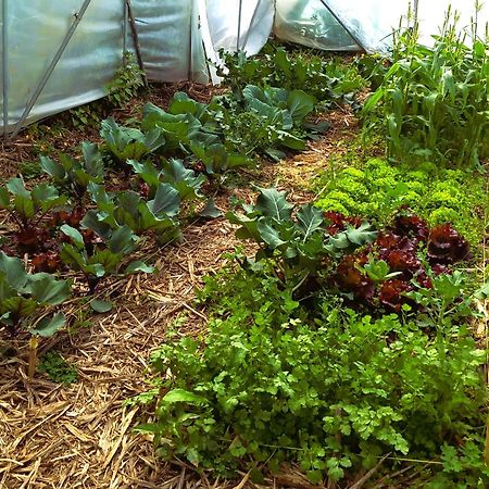 Arambha Ecovillage Farmstay Tabua  외부 사진