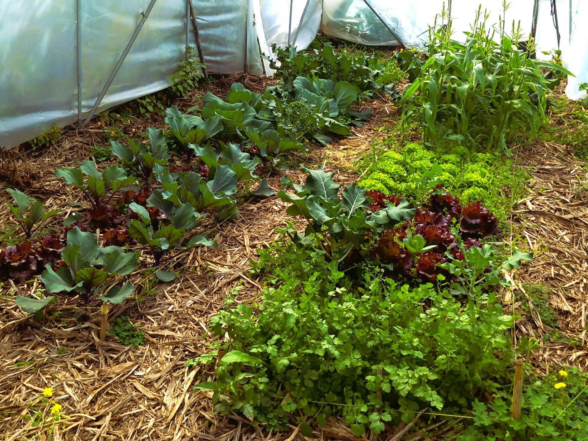 Arambha Ecovillage Farmstay Tabua  외부 사진